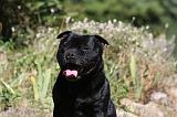 STAFFIE 370